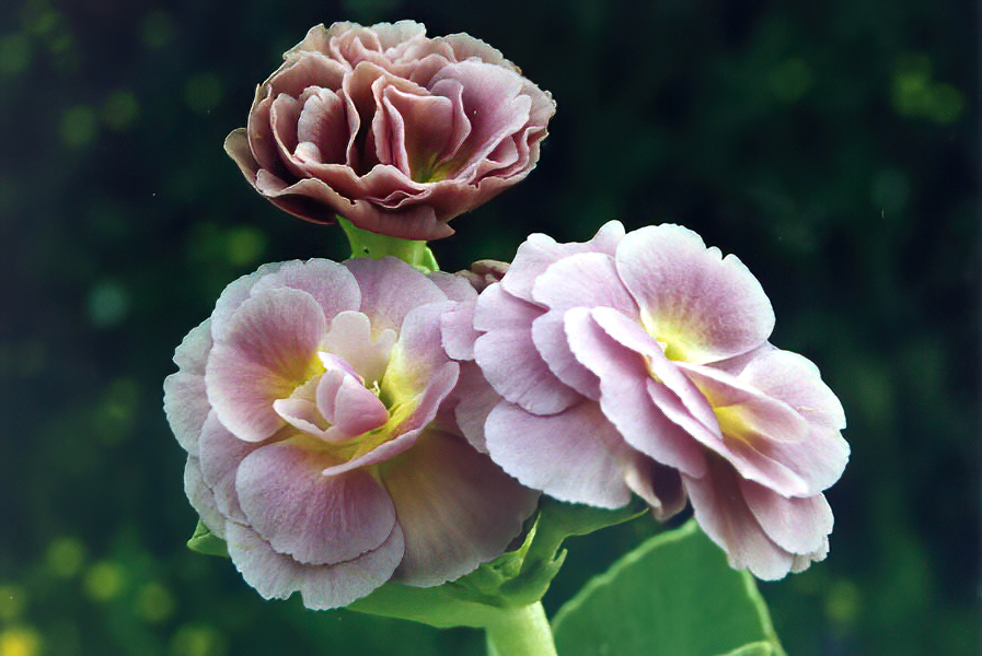 Primula x pubescens hybrids () photo